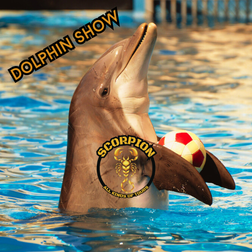 P-Dolphin Show